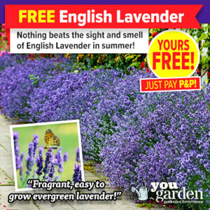 Free English Lavender Plants