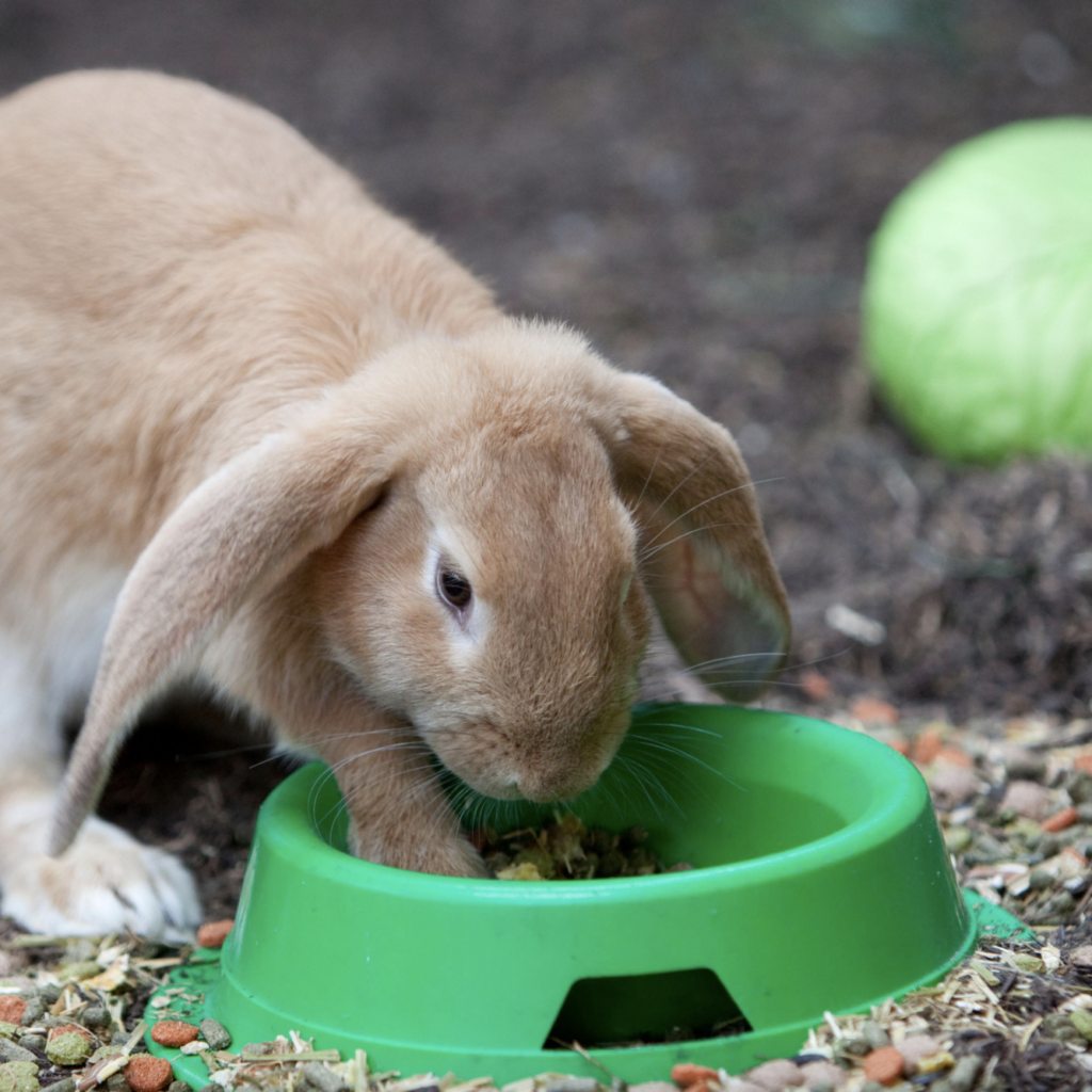 Free Pets at Home Workshop